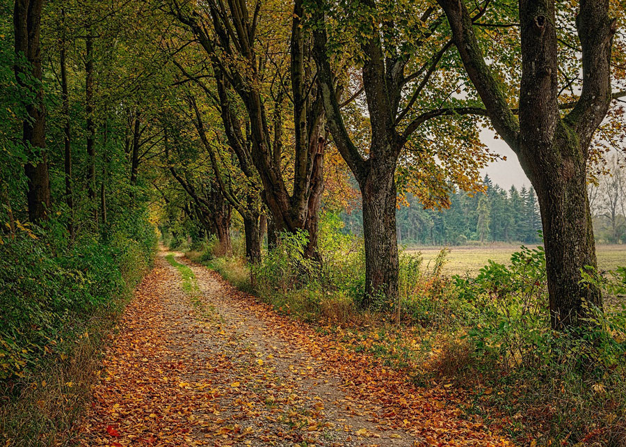 Wanderung Herbst